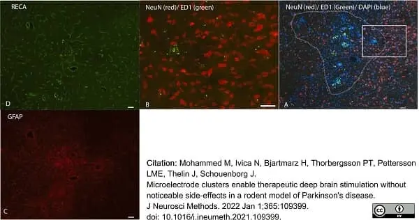Anti Rat RECA-1 Antibody, clone HIS52 gallery image 31