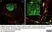 Anti Rat RECA-1 Antibody, clone HIS52 thumbnail image 33