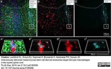 Anti Rat RECA-1 Antibody, clone HIS52 gallery image 34