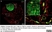 Anti Rat RECA-1 Antibody, clone HIS52 thumbnail image 34