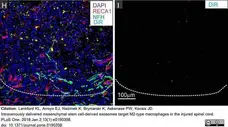 Anti Rat RECA-1 Antibody, clone HIS52 gallery image 35