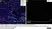Anti Rat RECA-1 Antibody, clone HIS52 thumbnail image 35