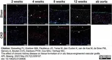 Anti Rat RECA-1 Antibody, clone HIS52 gallery image 36