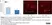 Anti Rat RECA-1 Antibody, clone HIS52 thumbnail image 38