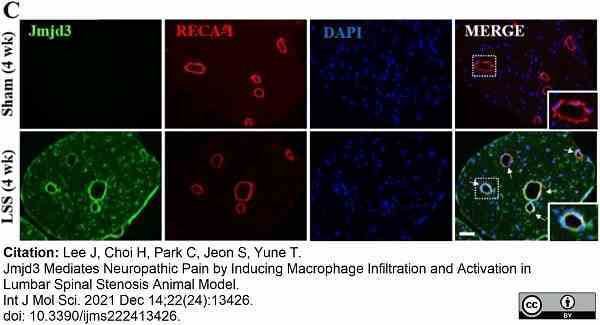 Anti Rat RECA-1 Antibody, clone HIS52 gallery image 37