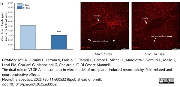 Anti Rat RECA-1 Antibody, clone HIS52 gallery image 38