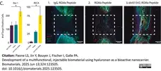 Anti Rat RECA-1 Antibody, clone HIS52 gallery image 39