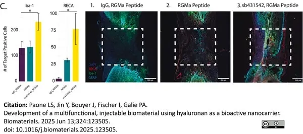 Anti Rat RECA-1 Antibody, clone HIS52 gallery image 39