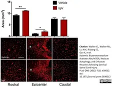 Anti Rat RECA-1 Antibody, clone HIS52 gallery image 4