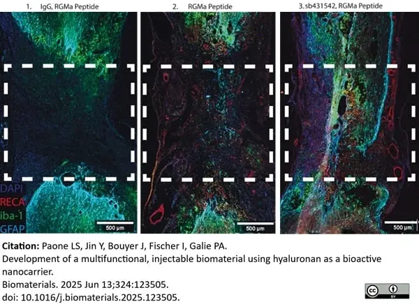 Anti Rat RECA-1 Antibody, clone HIS52 gallery image 40