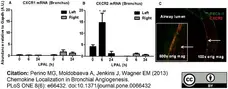 Anti Rat RECA-1 Antibody, clone HIS52 gallery image 5