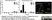 Anti Rat RECA-1 Antibody, clone HIS52 thumbnail image 5