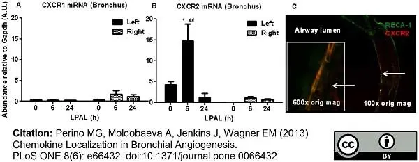 Anti Rat RECA-1 Antibody, clone HIS52 gallery image 5