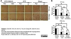 Anti Rat RECA-1 Antibody, clone HIS52 gallery image 6