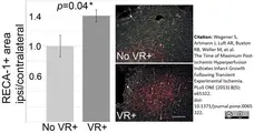 Anti Rat RECA-1 Antibody, clone HIS52 gallery image 7