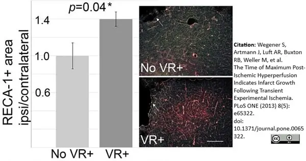 Anti Rat RECA-1 Antibody, clone HIS52 gallery image 7