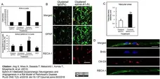 Anti Rat RECA-1 Antibody, clone HIS52 gallery image 8
