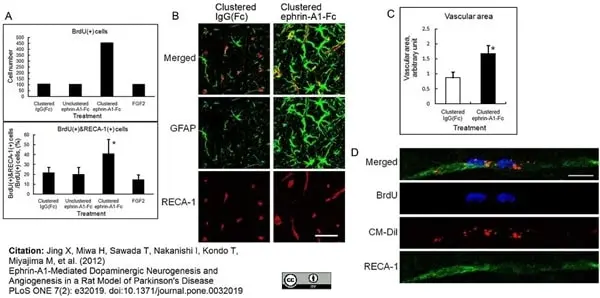 Anti Rat RECA-1 Antibody, clone HIS52 gallery image 8