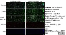 Anti Rat RECA-1 Antibody, clone HIS52 gallery image 9