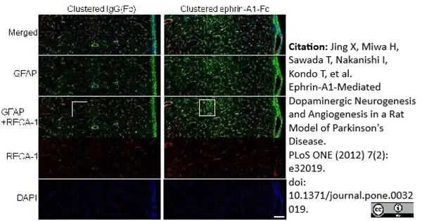 Anti Rat RECA-1 Antibody, clone HIS52 gallery image 9