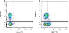 Anti Rat TCR Alpha/Beta Antibody, clone R73 gallery image 2