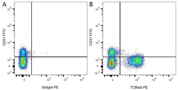 Anti Rat TCR Alpha/Beta Antibody, clone R73 gallery image 3