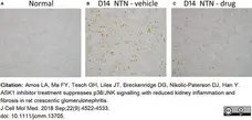 Anti Rat TCR Alpha/Beta Antibody, clone R73 gallery image 4