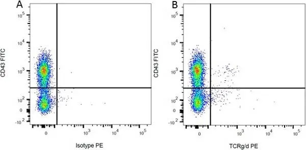 Anti Rat TCR Gamma/Delta Antibody, clone V65 gallery image 2