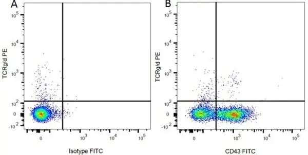 Anti Rat TCR Gamma/Delta Antibody, clone V65 gallery image 3
