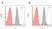 Anti Rituximab Antibody, clone AbD18423 thumbnail image 2