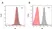 Anti Rituximab Antibody, clone MB2A4 thumbnail image 2