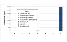 Anti Secukinumab Antibody, clone AbD37052 gallery image 1