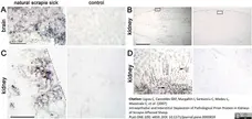 Anti Sheep CD230 (aa151 - aa159) Antibody, clone 2G11 gallery image 1
