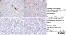 Anti Sheep CD230 (aa151 - aa159) Antibody, clone 2G11 gallery image 2