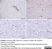 Anti Sheep CD230 (aa151 - aa159) Antibody, clone 2G11 thumbnail image 2