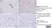 Anti Sheep CD230 (aa151 - aa159) Antibody, clone 2G11 thumbnail image 2