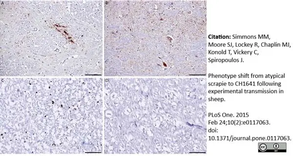 Anti Sheep CD230 (aa151 - aa159) Antibody, clone 2G11 gallery image 2