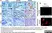 Anti Sheep CD230 (aa151 - aa159) Antibody, clone 2G11 thumbnail image 3