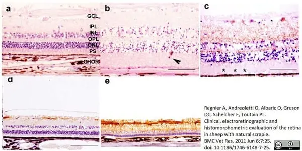 Anti Sheep CD230 (aa151 - aa159) Antibody, clone 2G11 gallery image 4