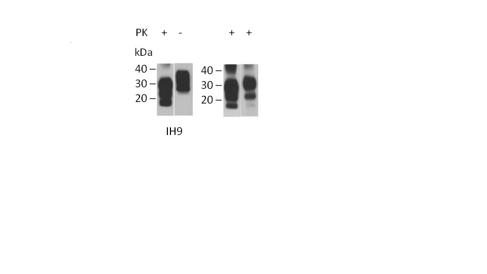 Anti Sheep CD230 (aa140 - aa145) Antibody, clone ROS-1H9 gallery image 4