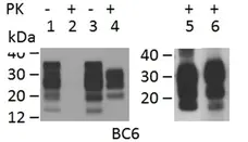 Anti Sheep CD230 (aa144-154) Antibody, clone ROS-BC6 gallery image 1