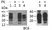 Anti Sheep CD230 (aa144-154) Antibody, clone ROS-BC6 thumbnail image 1