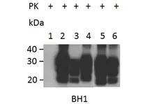Anti Sheep CD230 (aa143-154) Antibody, clone ROS-BH1 gallery image 2