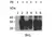 Anti Sheep CD230 (aa143-154) Antibody, clone ROS-BH1 thumbnail image 2