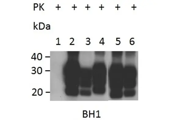 Anti Sheep CD230 (aa143-154) Antibody, clone ROS-BH1 gallery image 2