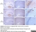 Anti Sheep CD230 (aa143-154) Antibody, clone ROS-BH1 thumbnail image 4