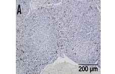 Anti Sheep CD335 Antibody, clone EC1.1 gallery image 1