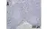 Anti Sheep CD335 Antibody, clone EC1.1 thumbnail image 1