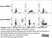Anti Sheep CD335 Antibody, clone EC1.1 thumbnail image 10