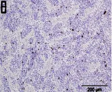 Anti Sheep CD335 Antibody, clone EC1.1 gallery image 2